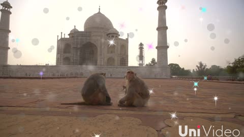 monkey at tajmahal