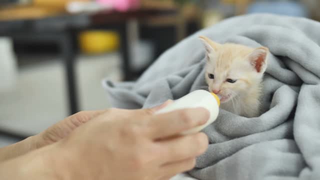 cat drinking milk with a bottle