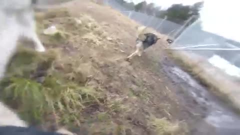 Wolf Dogs Welcome Their Owner With Excited Howls And Kisses