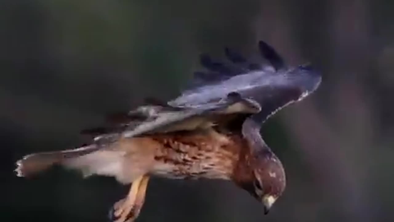 A red-tailed hawk stabilizing its head to stay focused on prey as it hovers in gusting