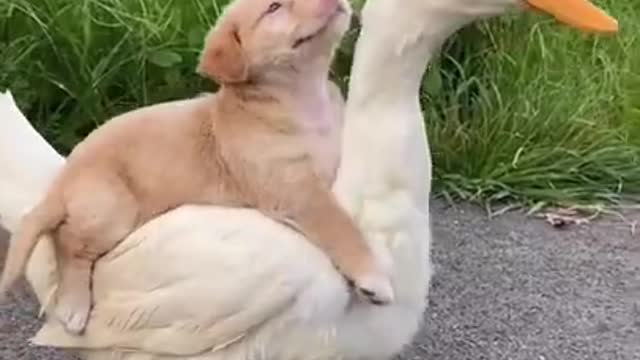 Cute little dog 🐕 is riding a duck 🦆 | TikTok - sweet video | #shorts