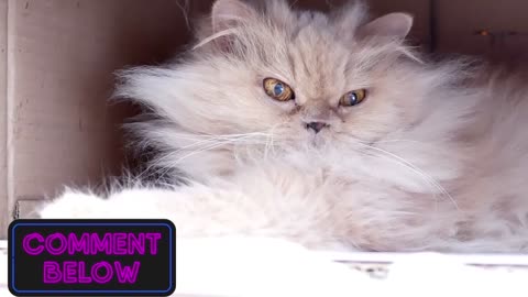 6 types of Persian cats