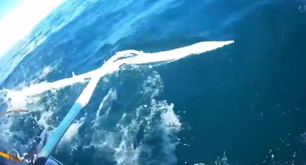 Brazilian cattle fishing 100 catties swordfish