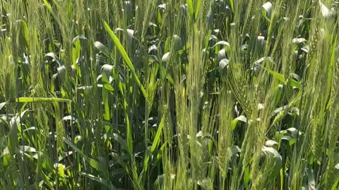 Wheat crops