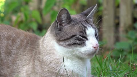 Cat sitting in grass relaxing close up on face