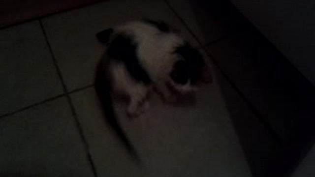 Wet cat running behind its tail