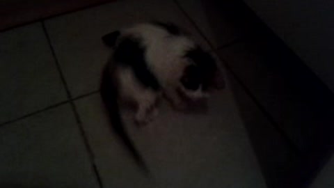 Wet cat running behind its tail