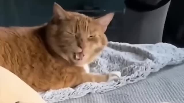 Best of Funny Animal Videos 2022 | try not to laugh 🤣🔥🤣