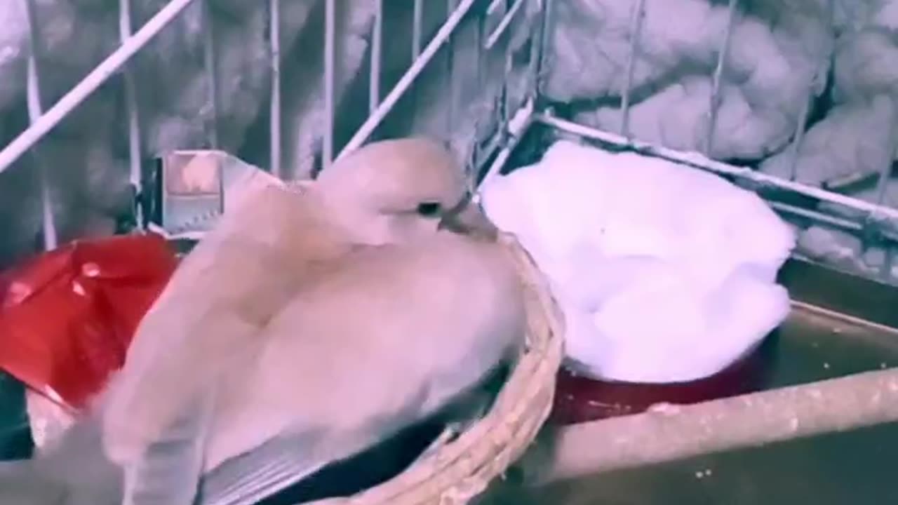 "Papa Dove & Baby Dove Showing Off There Wings"Come SeeποΈππππ«ππ΅πΌπ