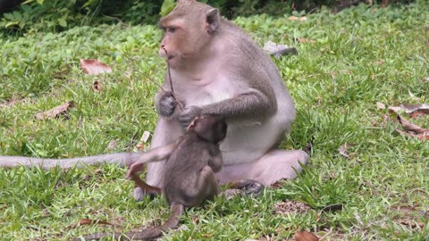 Baby Animals 4K - Amazing World Of Young Animals | Scenic Relaxation Film