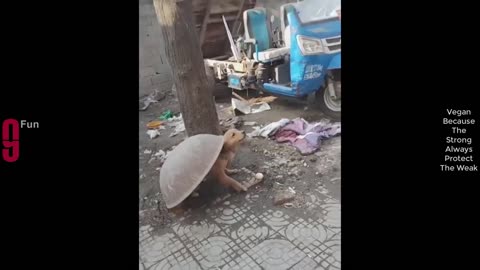 Funny video 2024