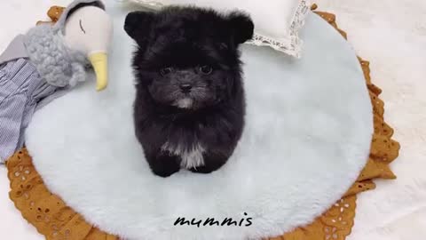 BABY FUNNY DOG
