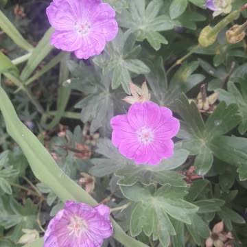 Garden geranium