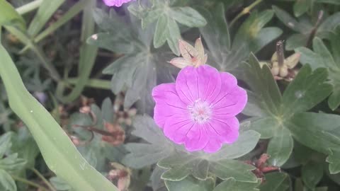 Garden geranium