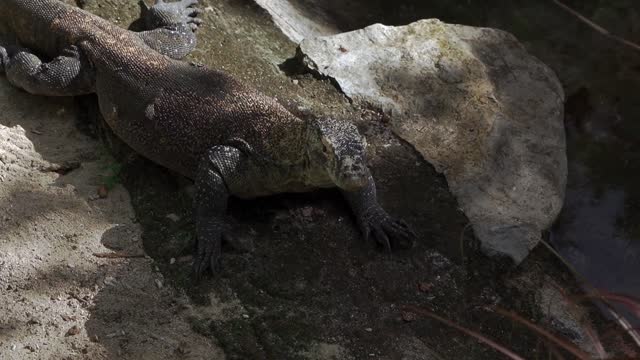 GIANT LIZARDS