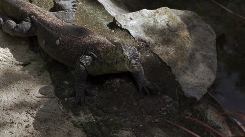 GIANT LIZARDS
