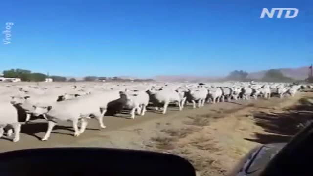 A jackass leading his flock