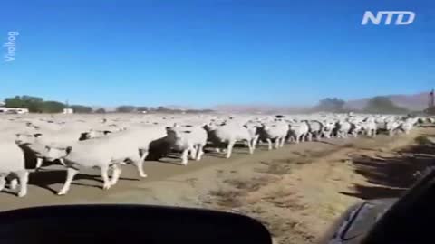 A jackass leading his flock