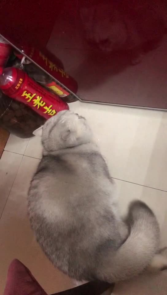 Cat growling at reflection