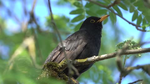 Beautiful black bird 🐦🐦 worth watching and enjoying its melodies