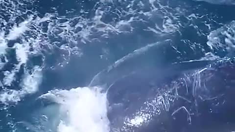 Whales