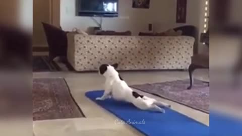 Funny dog compilation