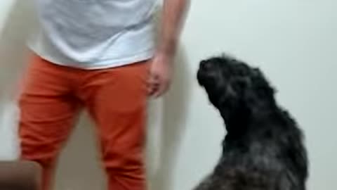 Dog protects child