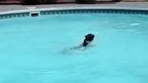 Pappy dog swimming