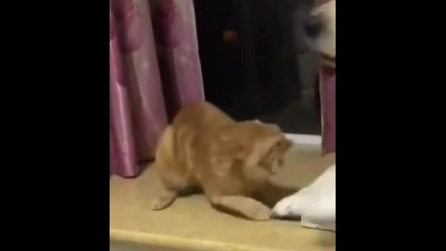 Cats and Dogs fighting...watch till the end