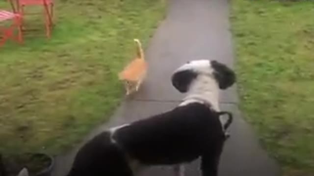 Cat Sneaks Over Fence To Visit His Favorite Neighbor🐶❤️🐱