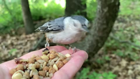 Hand-Feeding a Beautiful White-Breasted Nuthatch in Slow Motion.
