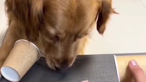 Wrong Choice... Funny Dog