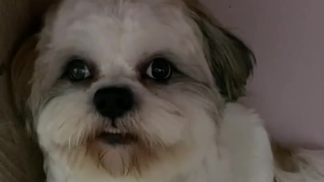 Viral Dog Hides from Her Mommy ( watch till the end to see what happen when her mother finds him)