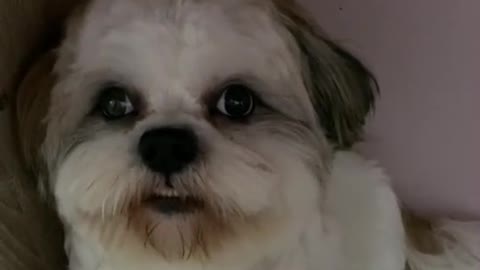 Viral Dog Hides from Her Mommy ( watch till the end to see what happen when her mother finds him)