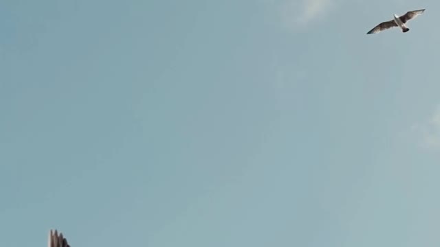 flight birds