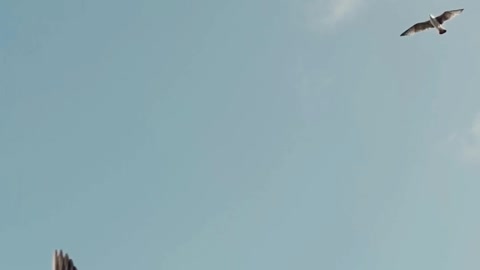 flight birds