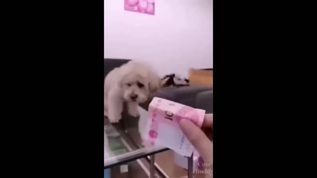 GORGEOUS DOGGIE WANTS MONEY