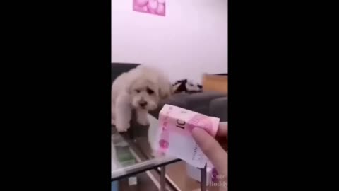 GORGEOUS DOGGIE WANTS MONEY