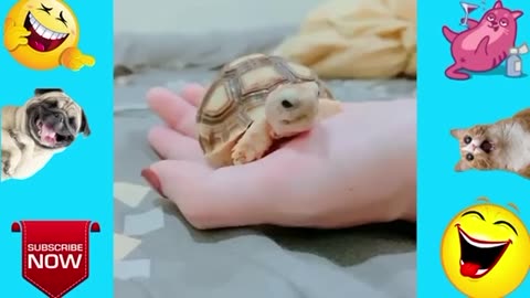 Funny videos