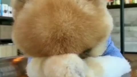 The puppy fell asleep on the table, I can't bear to disturb it