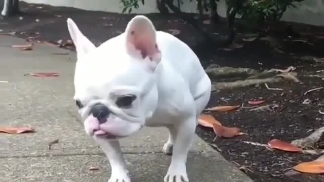 The dog takes a domineering route