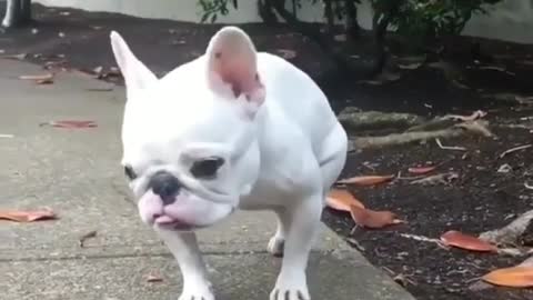 The dog takes a domineering route