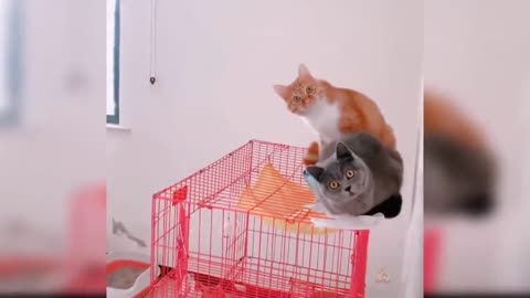 funny cats Changes your Mind