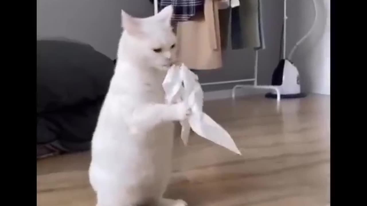 Funny animals