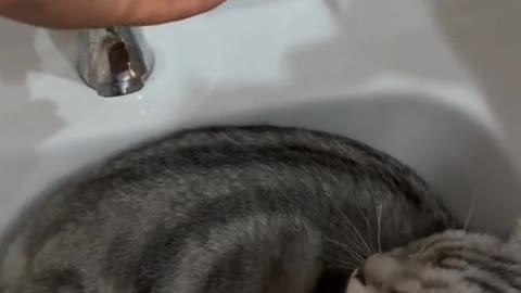 Kittens are also occasionally sad, but only occasionally