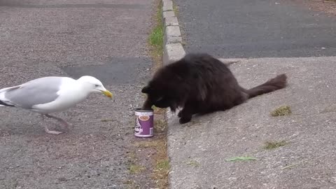 Seagull vs cat
