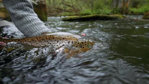 The Joy of Catching Trout