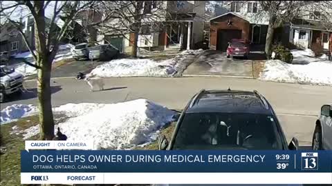 Video shows dog helping owner during medical emergency