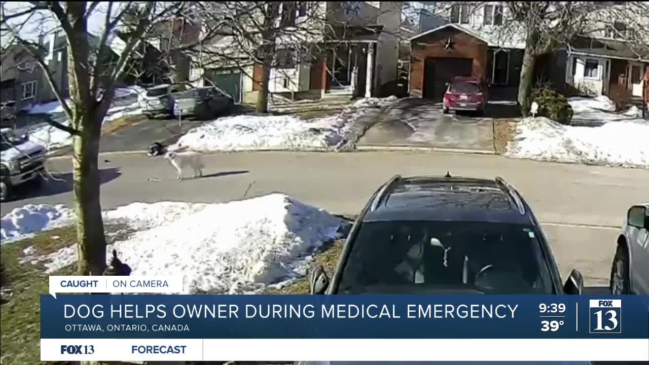 Video shows dog helping owner during medical emergency