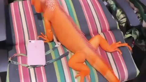 latest Animals video